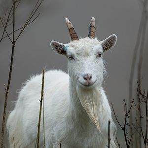 Kashmir / Cashmere Goat, ZSL Whipsnade, UK