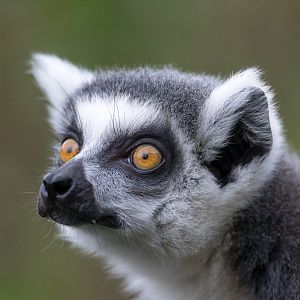 Ring tailed lemur, ZSL Whipsnade, UK