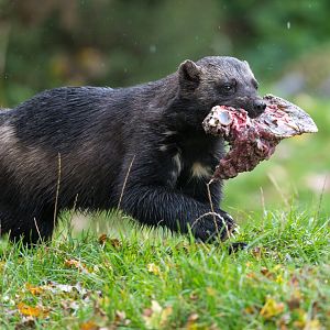 Wolverine (f) Fiti / Fi, ZSL Whipsnade, UK