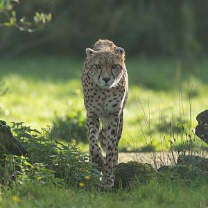Cheetah, ZSL Whipsnade, UK