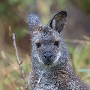 Red necked / Bennett's Wallaby, ZSL Whipsnade, UK