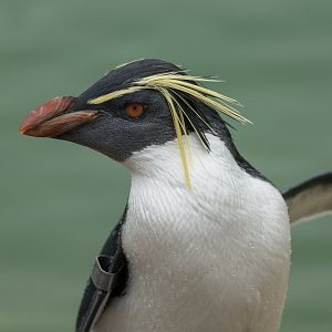 Rockhopper Penguin, ZSL Whipsnade, UK