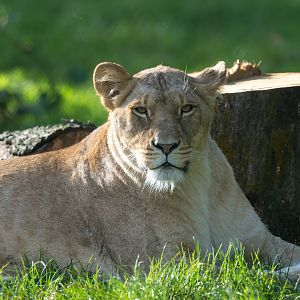 African Lion, female, ZSL Whipsnade, UK