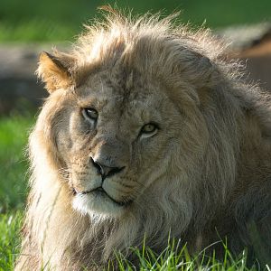 African Lion, male (Malik), ZSL Whipsnade, UK