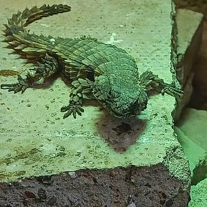 Armadillo Girdled Lizard?