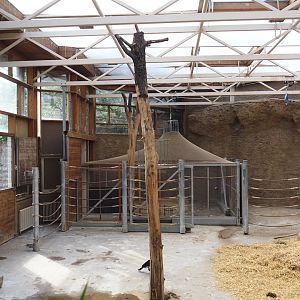 Former giraffe house, currently home to southern ground hornbills, greater rheas, Patagonian maras and vicuñas, 2024-06-08