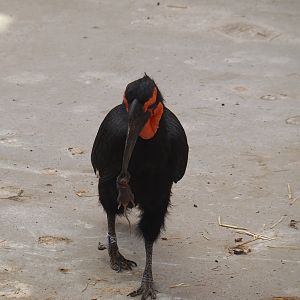Southern ground hornbill (Bucorvus leadbeateri) with a mouse, 2024-06-08