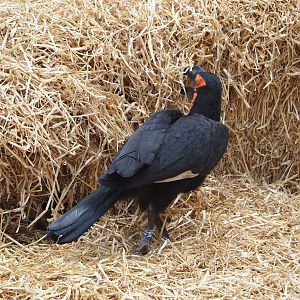 Southern ground hornbill (Bucorvus leadbeateri), searching in straw, 2024-06-08