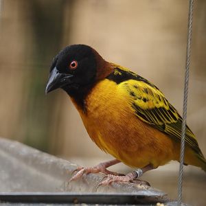Village weaver (Ploceus cucullatus), 2024-06-08