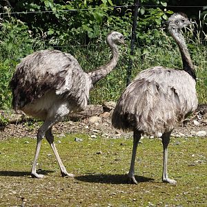 Greater rheas (Rhea americana), 2024-06-08