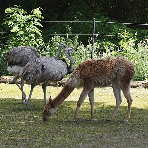 Greater rheas (Rhea americana) and Vicuña (Vicugna pacos), 2024-06-08