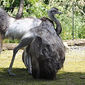 Greater rheas (Rhea americana), 2024-06-08