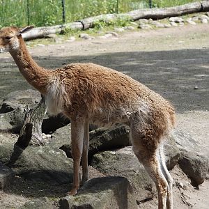 Vicuña (Vicugna pacos), 2024-06-08
