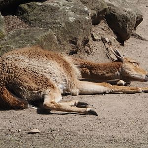 Vicuña (Vicugna pacos), 2024-06-08