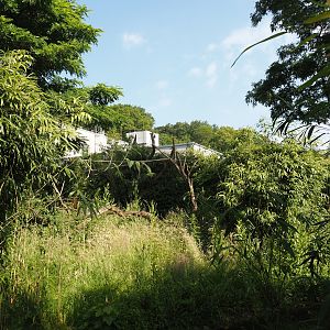 Ring-tailed lemur and black-and-white ruffed lemur island, 2024-06-08