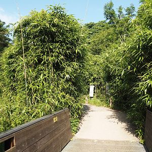 Access bridge to the ring-tailed lemur and black-and-white ruffed lemur island, 2024-06-08