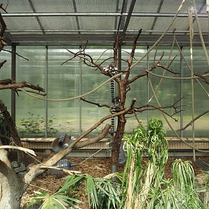 Ring-tailed lemur indoor housing, 2024-06-08
