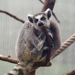Ring-tailed lemur (Lemur catta), 2024-06-08