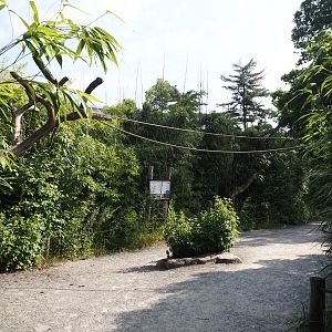Walk-through ring-tailed lemur and black-and-white ruffed lemur island, 2024-06-08