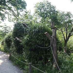 Walk-through ring-tailed lemur and black-and-white ruffed lemur island, 2024-06-08