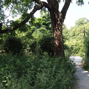 Walk-through ring-tailed lemur and black-and-white ruffed lemur island, 2024-06-08