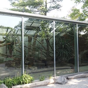Black-and-white ruffed lemur indoor housing, with Malagasy giant jumping rats, 2024-06-08