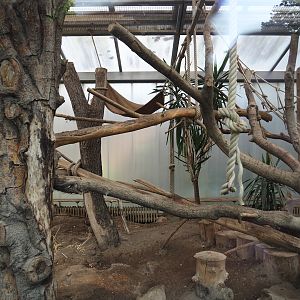 Black-and-white ruffed lemur indoor housing, with Malagasy giant jumping rats, 2024-06-08