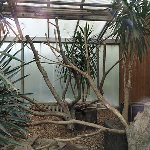 Black-and-white ruffed lemur indoor housing, with Malagasy giant jumping rats, 2024-06-08