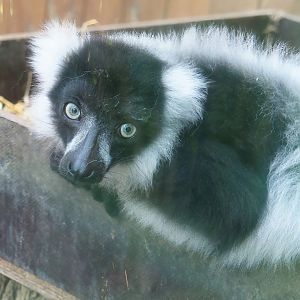 Black-and-white ruffed lemur (Varecia variegata variegata), 2024-06-08