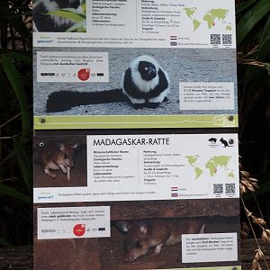 Examples of signage for Black-and-white ruffed lemur and Malagasy giant jumping rat, 2024-06-08