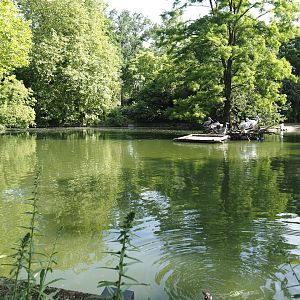 Pelican, flamingo and turtle pond, 2024-06-08