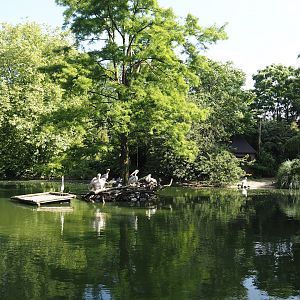 Pelican, flamingo and turtle pond, 2024-06-08