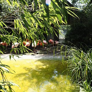 Separation area for American, greater and possible hybrid flamingos, 2024-06-08