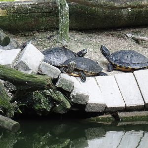 Pond sliders (Trachemys scripta), 2024-06-08