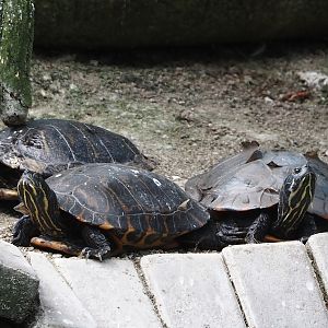 Florida redbelly turtles (Pseudemys nelsoni), 2024-06-08