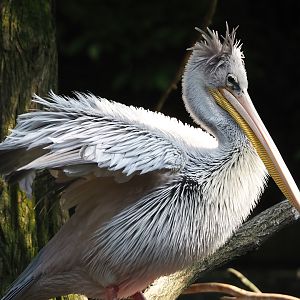Pink-backed pelican (Pelecanus rufescens), 2024-06-08