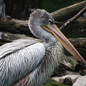 Pink-backed pelican (Pelecanus rufescens), 2024-06-08