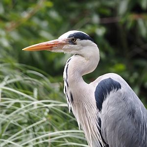 Wild Grey heron (Ardea cinerea), 2024-06-08