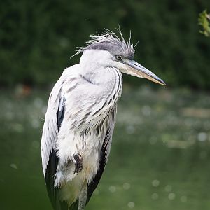 Wild Grey heron (Ardea cinerea), 2024-06-08