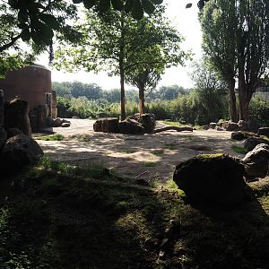 First African bush elephant paddock, 2024-06-08