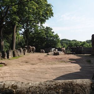 Second African bush elephant paddock, 2024-06-08