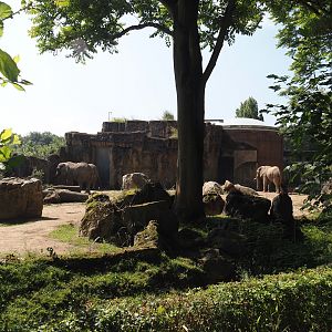 Second African bush elephant paddock, 2024-06-08