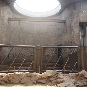 African bush elephant indoor housing, 2024-06-08