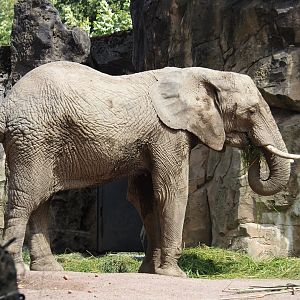 African bush elephant (Loxodonta africana), 2024-06-08