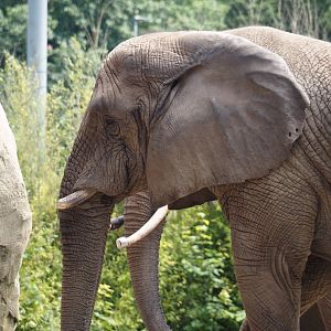 African bush elephant (Loxodonta africana), 2024-06-08