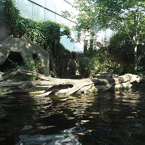 Giant otter exhibit, 2024-06-08