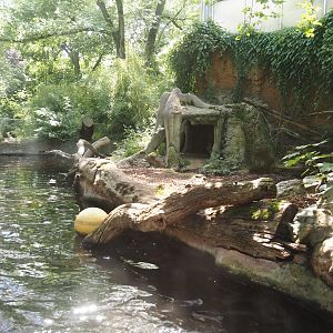 Giant otter exhibit, 2024-06-08