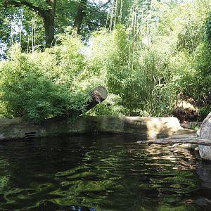 Giant otter exhibit, 2024-06-08