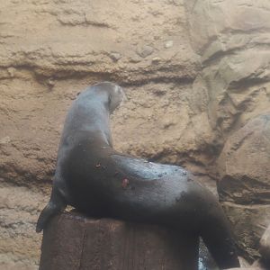 Giant otter (Pteronura brasiliensis), 2024-06-08