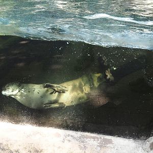 Giant otter (Pteronura brasiliensis), 2024-06-08